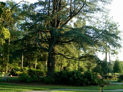 The Beautiful Bald Atlas Cedar Tree